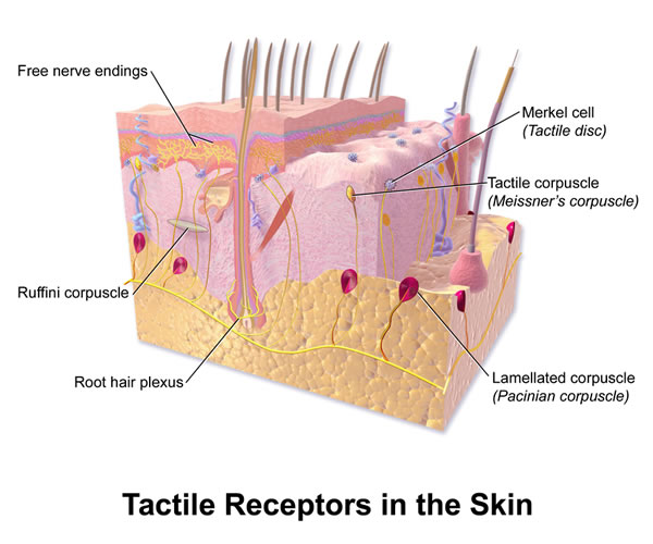 FTM Top Surgery - Tactile Sensation